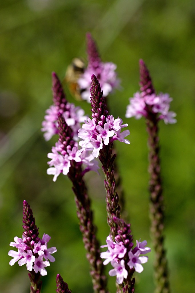 nationaal park de groote peel grote natuurgebied natuur hdr brabant limburg staatsbosbeheer turf veen heide hei bos bossen